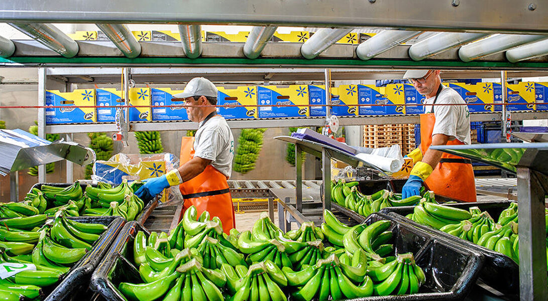 personal para envasado de fruta