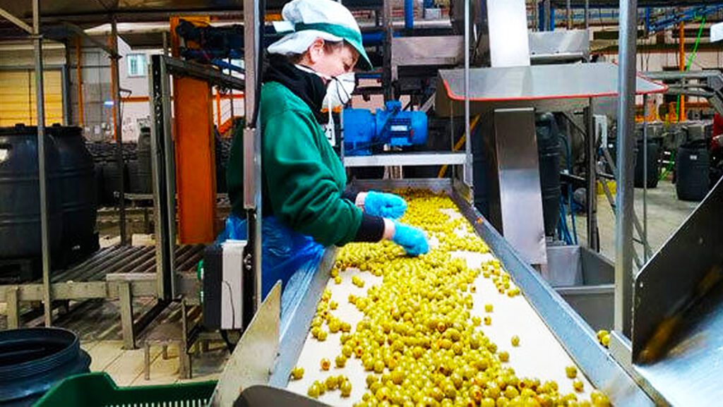 l grupo Acesur, la compañía española líder en envasado de aceite de oliva busca personal